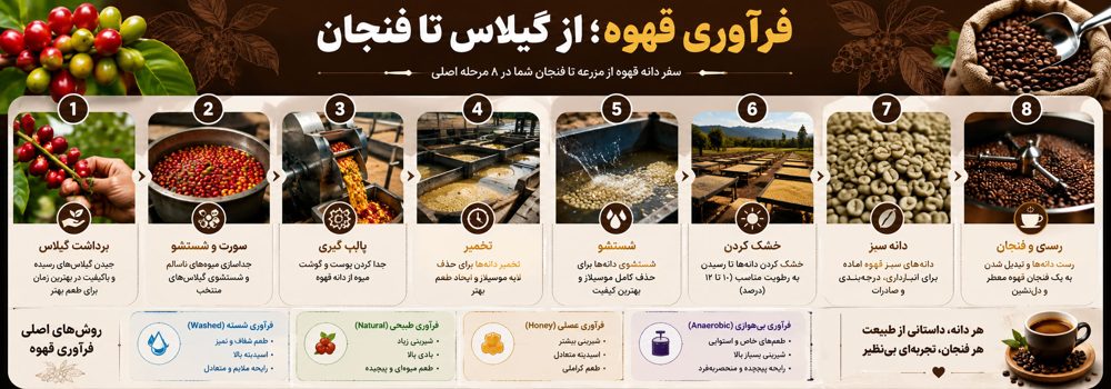 فرآوری قهوه؛ از برداشت گیلاس تا فنجان قهوه باکیفیت